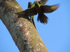 Aratinga auricapillus