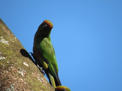 Aratinga auricapillus