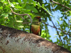 Aratinga auricapillus