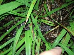 Coleonyx mitratus