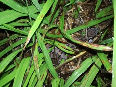 Coleonyx mitratus