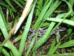 Coleonyx mitratus