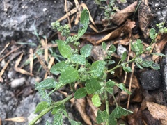 Chenopodium album