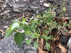 Chenopodium album