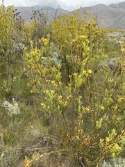 Leucadendron chamelaea