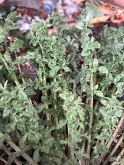 Asteraceae
