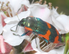 Castiarina supergrata