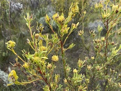 Leucadendron chamelaea
