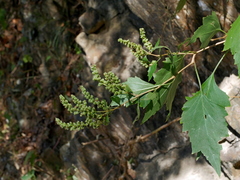 Pogostemon formosanus, photograph (c) Jacy Chen, some rights reserved (CC BY)