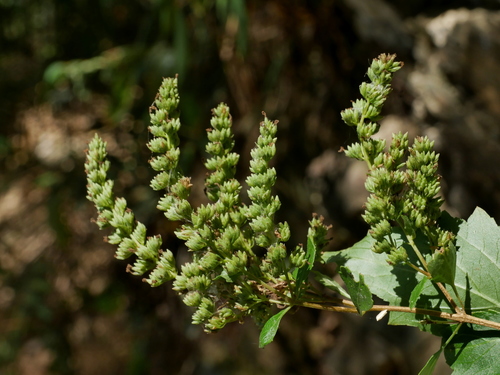 Pogostemon formosanus, photograph 1