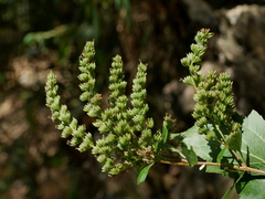 Pogostemon formosanus, photograph (c) Jacy Chen, some rights reserved (CC BY)