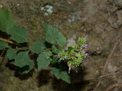 Pogostemon formosanus