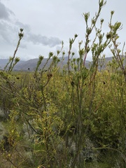 Leucadendron chamelaea