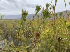 Leucadendron chamelaea