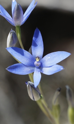 Blue Lady Orchid