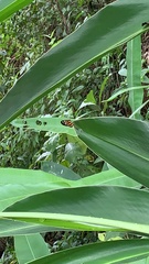 Mechanitis polymnia kayei