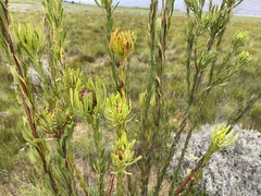 Leucadendron chamelaea