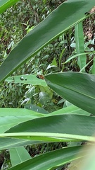 Mechanitis polymnia kayei