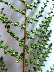 Cheilanthes hirta hirta