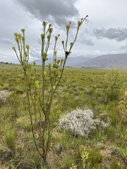 Leucadendron chamelaea
