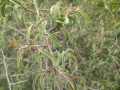 Ximenia americana microphylla