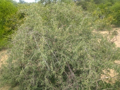 Ximenia americana microphylla