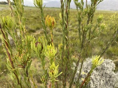 Leucadendron chamelaea