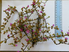 Drosanthemum ambiguum