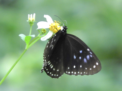 Euploea midamus