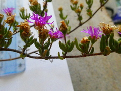 Drosanthemum ambiguum