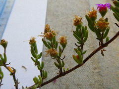 Drosanthemum ambiguum