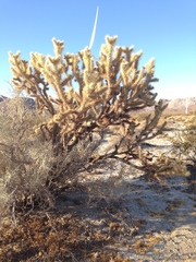 Cylindropuntia wolfii