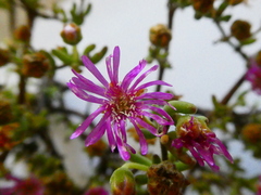 Drosanthemum ambiguum