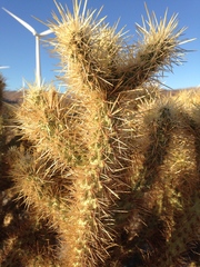 Cylindropuntia wolfii