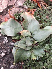 Magnoliopsida