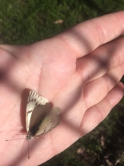 Tatochila mercedis mercedis