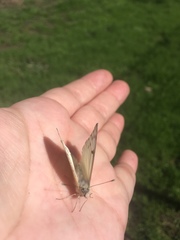 Tatochila mercedis mercedis