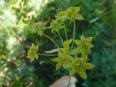 Bupleurum sibiricum