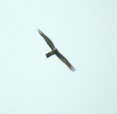 Accipiter ovampensis