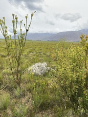 Leucadendron chamelaea