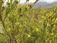 Leucadendron chamelaea