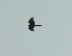Accipiter ovampensis