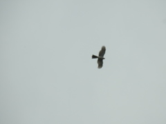 Accipiter ovampensis