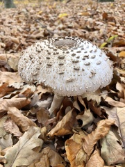 Macrolepiota procera
