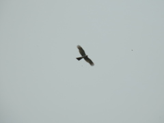 Accipiter ovampensis