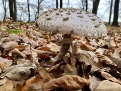 Macrolepiota procera