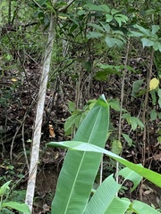 Mechanitis polymnia kayei