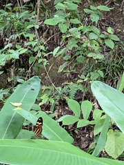 Mechanitis polymnia kayei