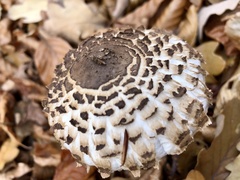 Macrolepiota procera