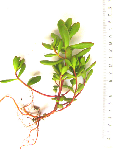 Crassula pubescens